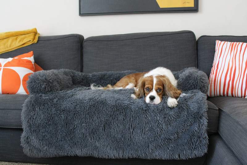 Anti-Anxiety Dog Sofa Bed