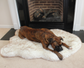 Faux Fur Memory Foam Dog Bed